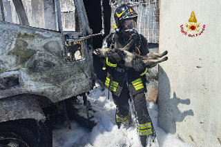 Ascoli – Capannone a fuoco, i pompieri salvano cane intossicato